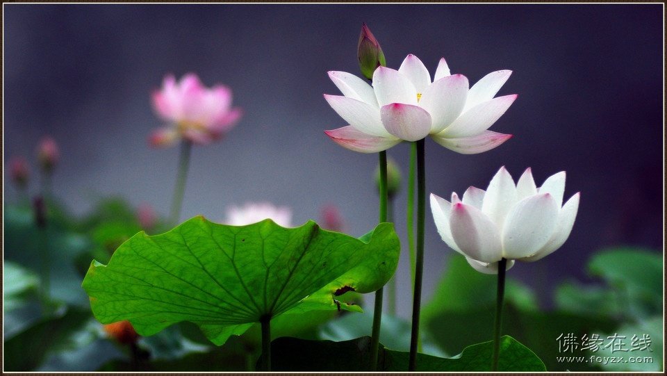 【太阳成集团tyc7111cc】关于2020年改革开放40周年观后感心得体会两篇(图1) 太阳成集团tyc7111cc