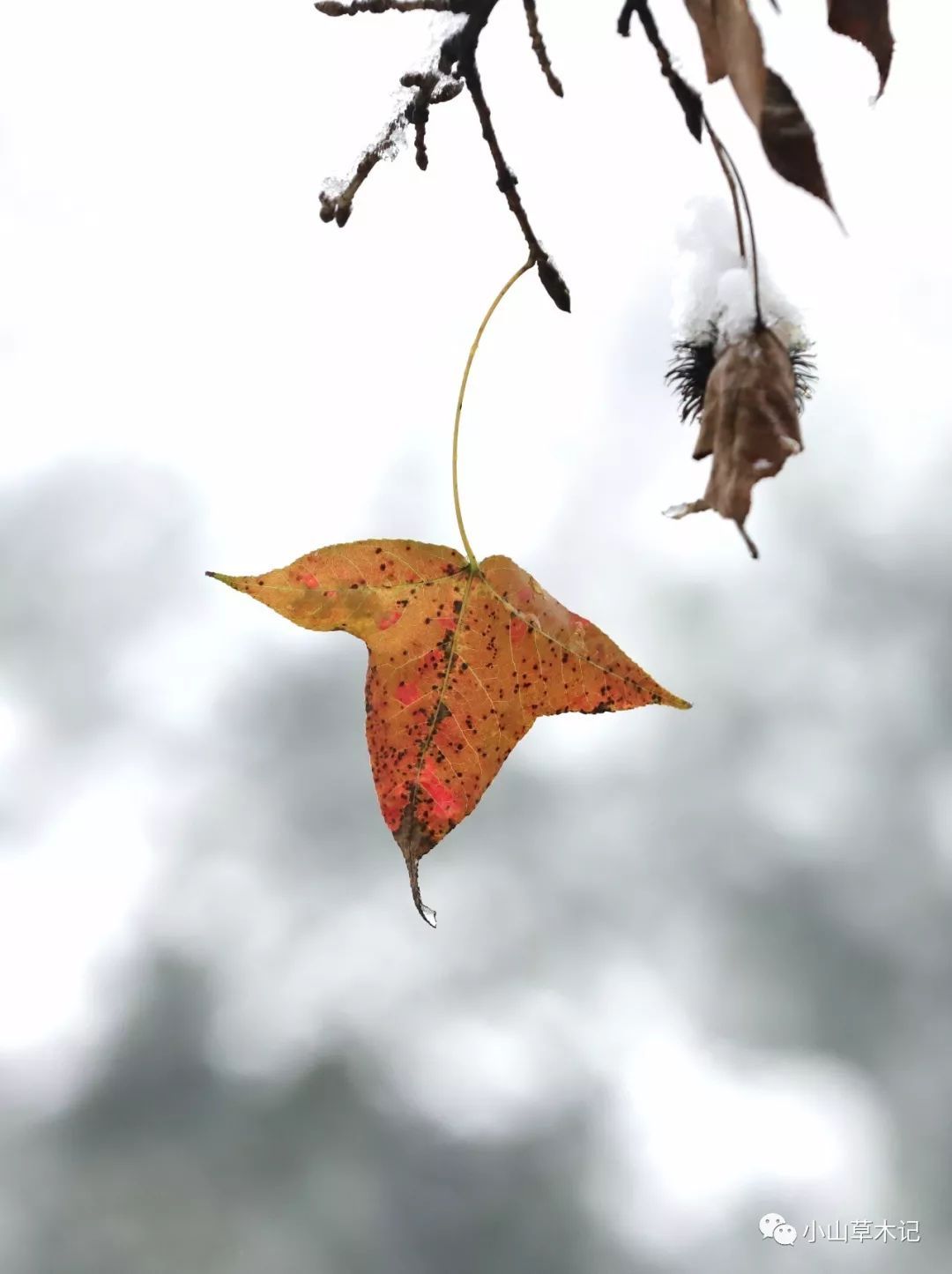 香港旅游业的发展【太阳成集团tyc7111cc】(图2) 太阳成集团tyc7111cc