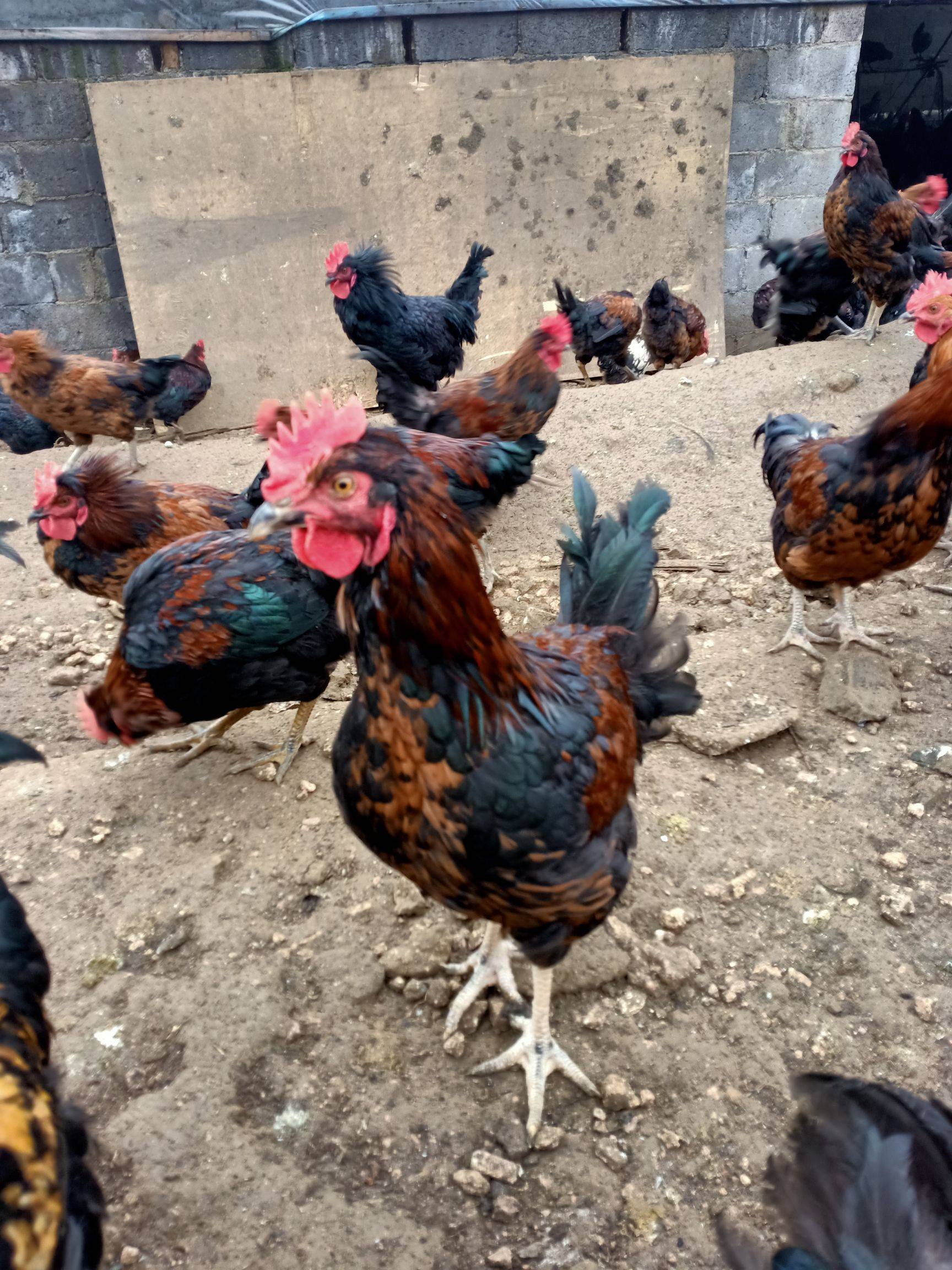 太阳成集团tyc7111cc