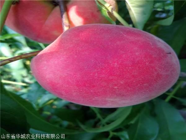 太阳成集团tyc7111cc