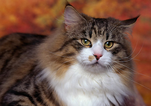 太阳成集团tyc7111cc