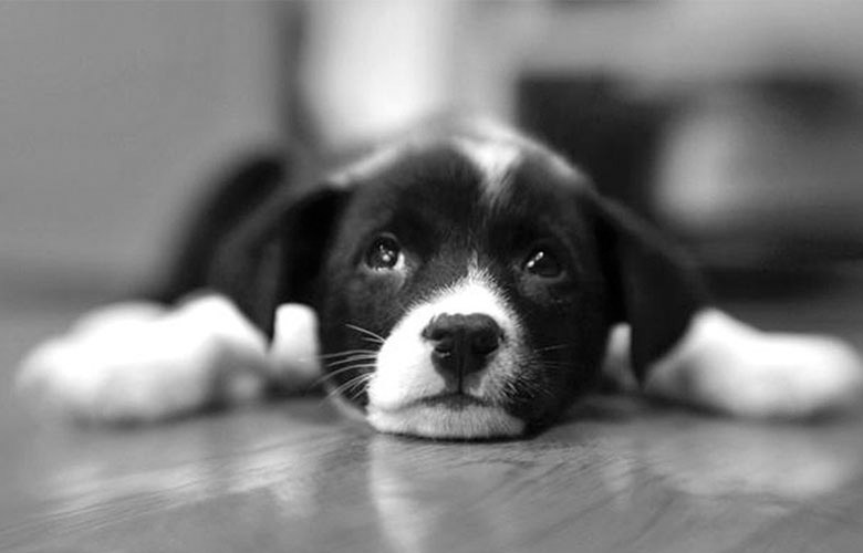 太阳成集团tyc7111cc|浅析农村经济结构调整及农民增收对策(图1) 太阳成集团tyc7111cc