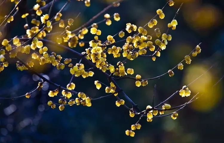 太阳成集团tyc7111cc-春雨里洗过的沿海一线美炸了!青岛土著五一带你海底世界“研学游”!(图1) 太阳成集团tyc7111cc